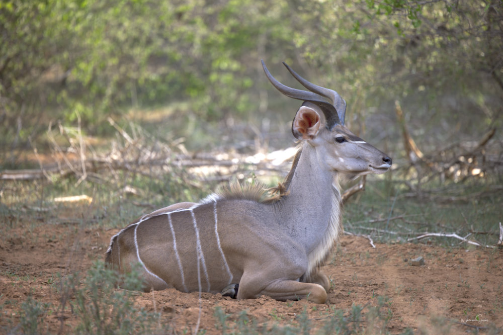 Nyala Bull Hoedspruit Dec 2024.jpg